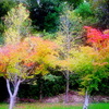 霧島高原の紅葉