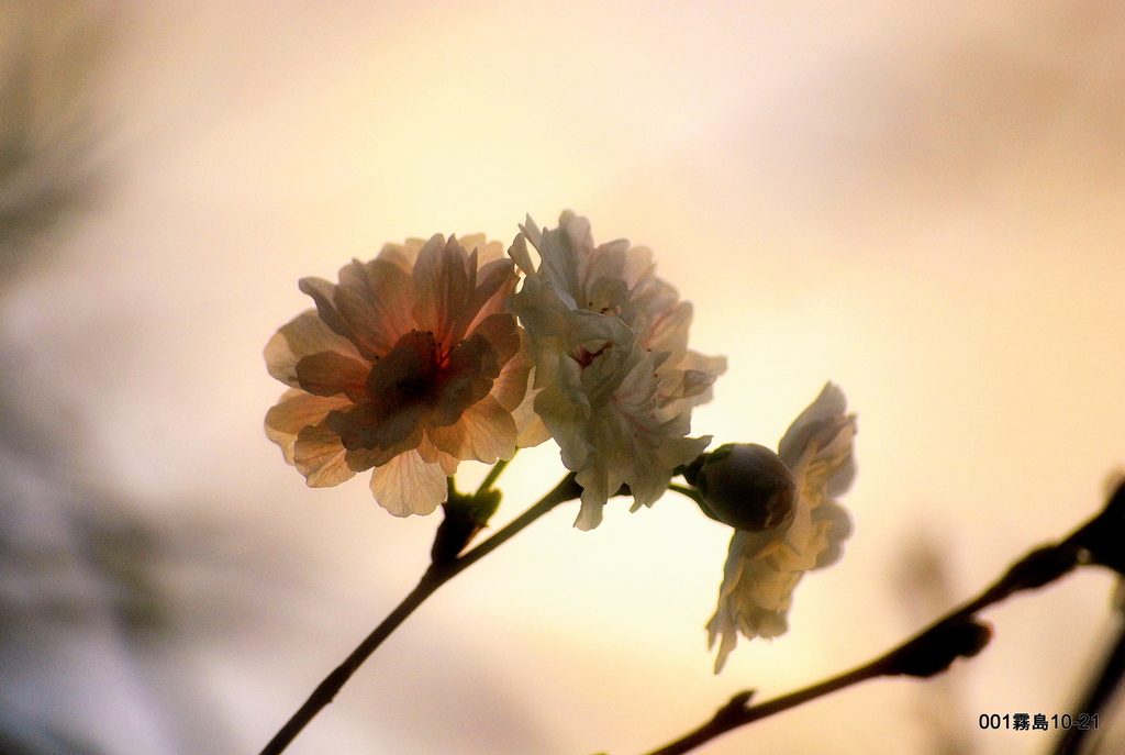 秋の桜