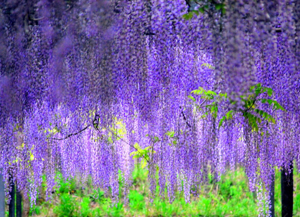 パープルシャワー　「藤の花」