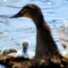 白鳥の子