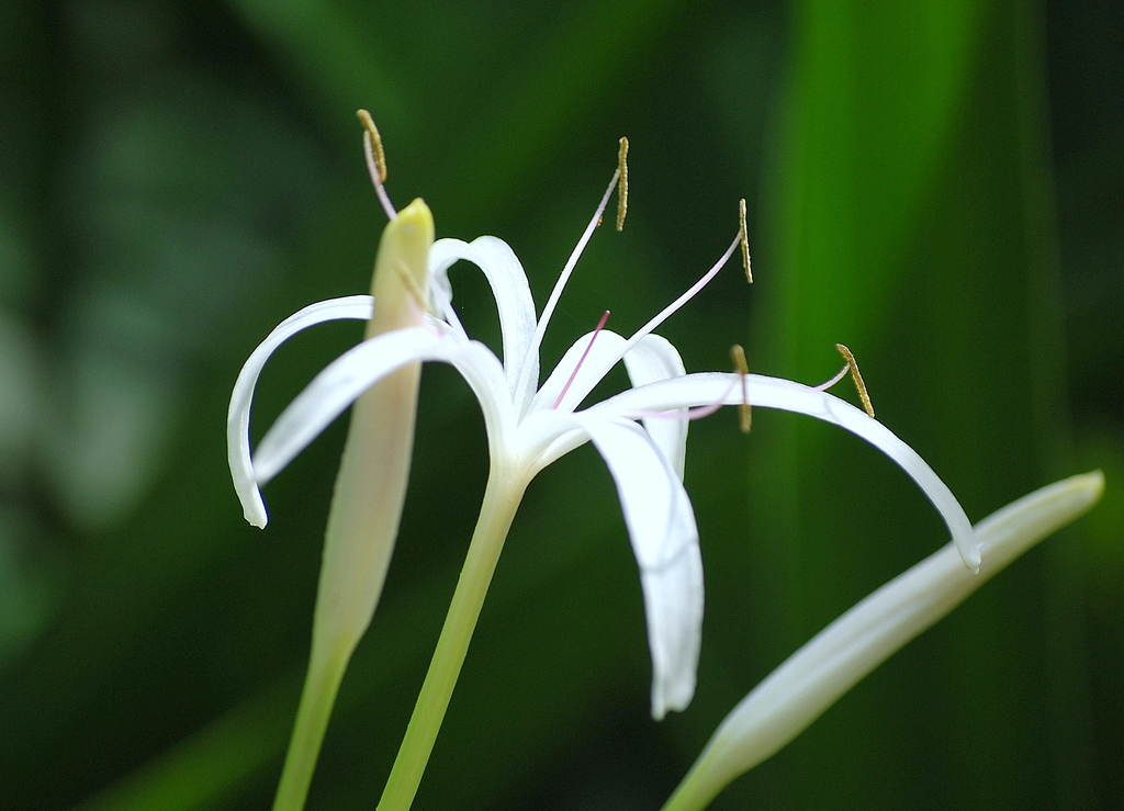 華