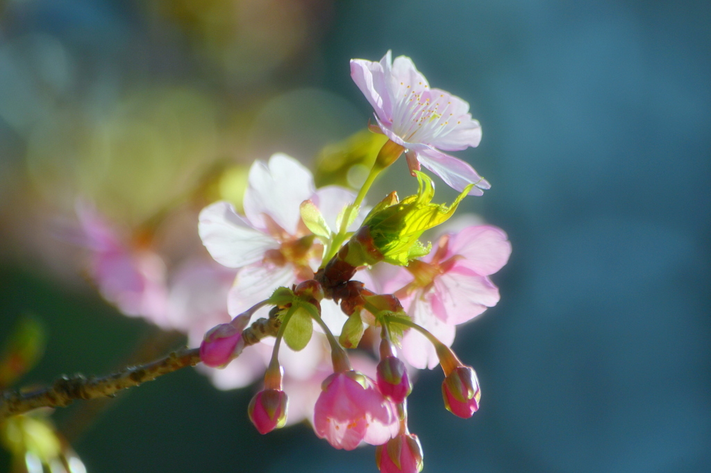 2011早咲きの桜