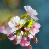 2011早咲きの桜