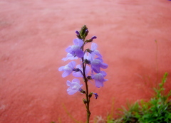 フラワーフェスタ宮崎　　野の花