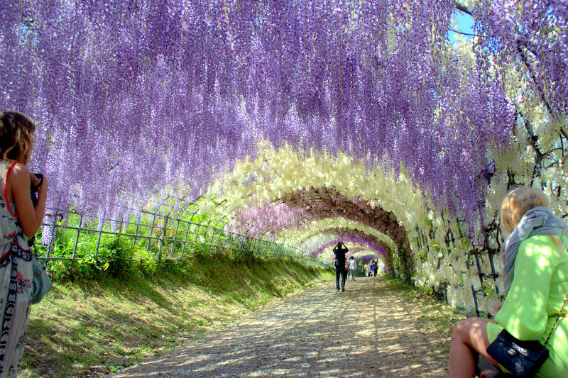 河内藤園2013