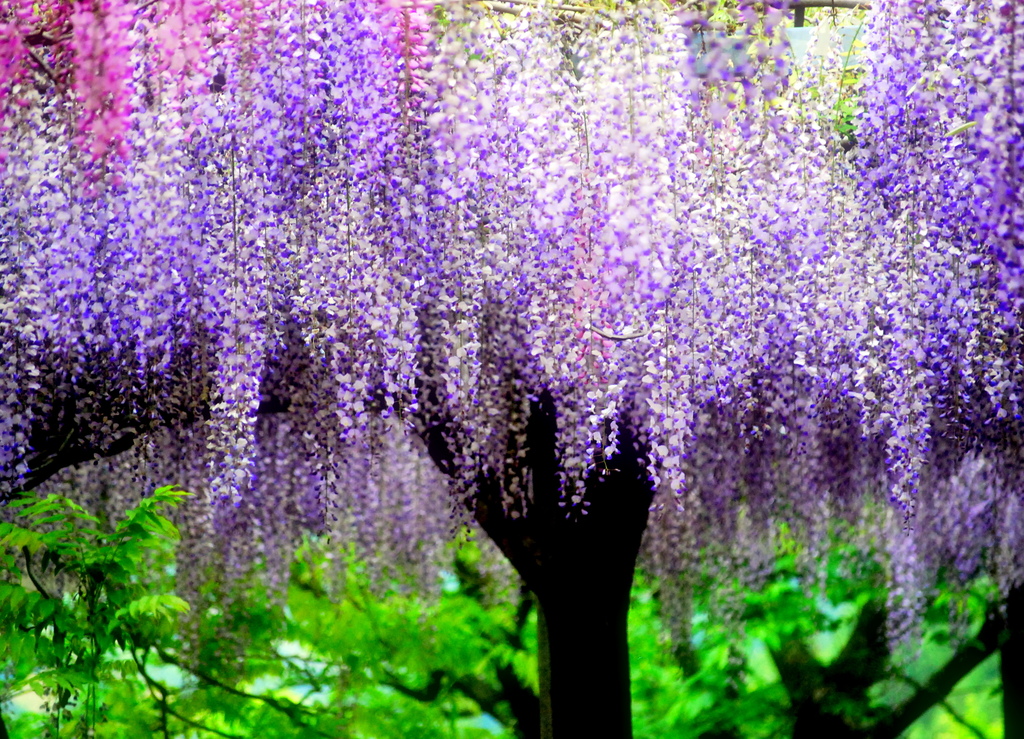 藤の花