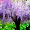藤の花