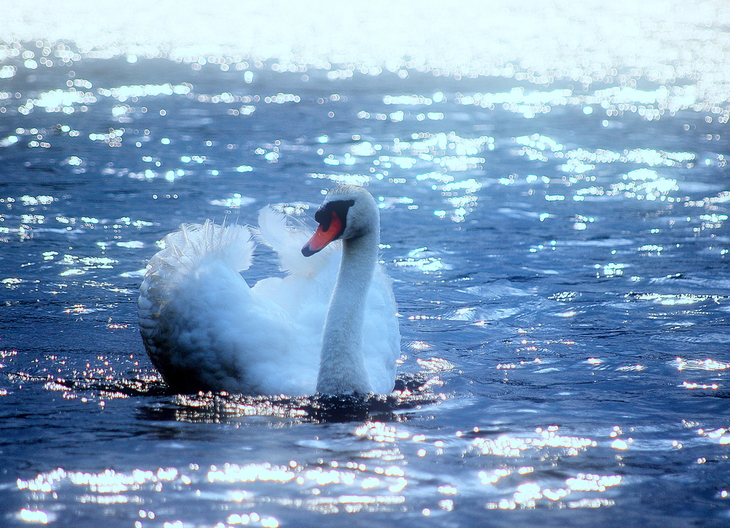 いむた池の白鳥