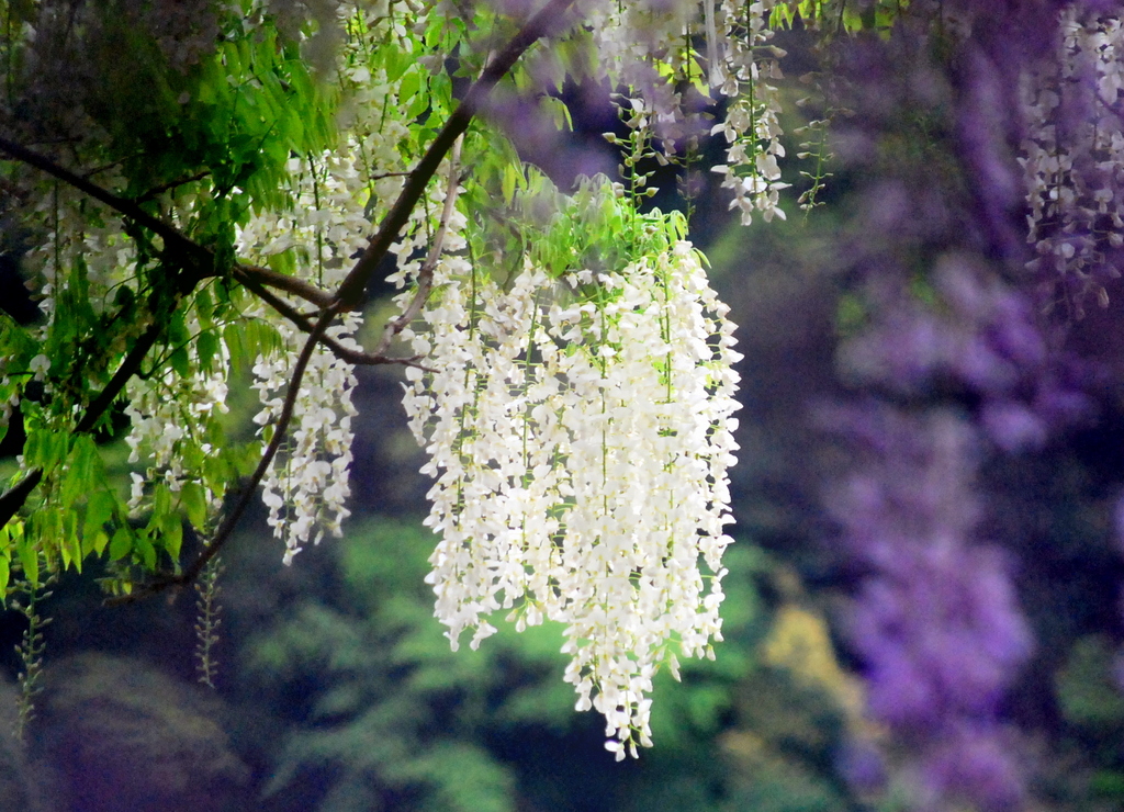 フジの花