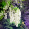 フジの花