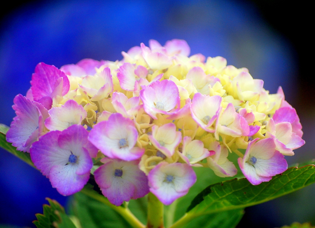 紫陽花
