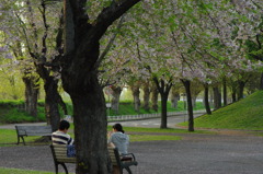 大きな桜の木の下で