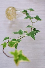 Ivy on the wall