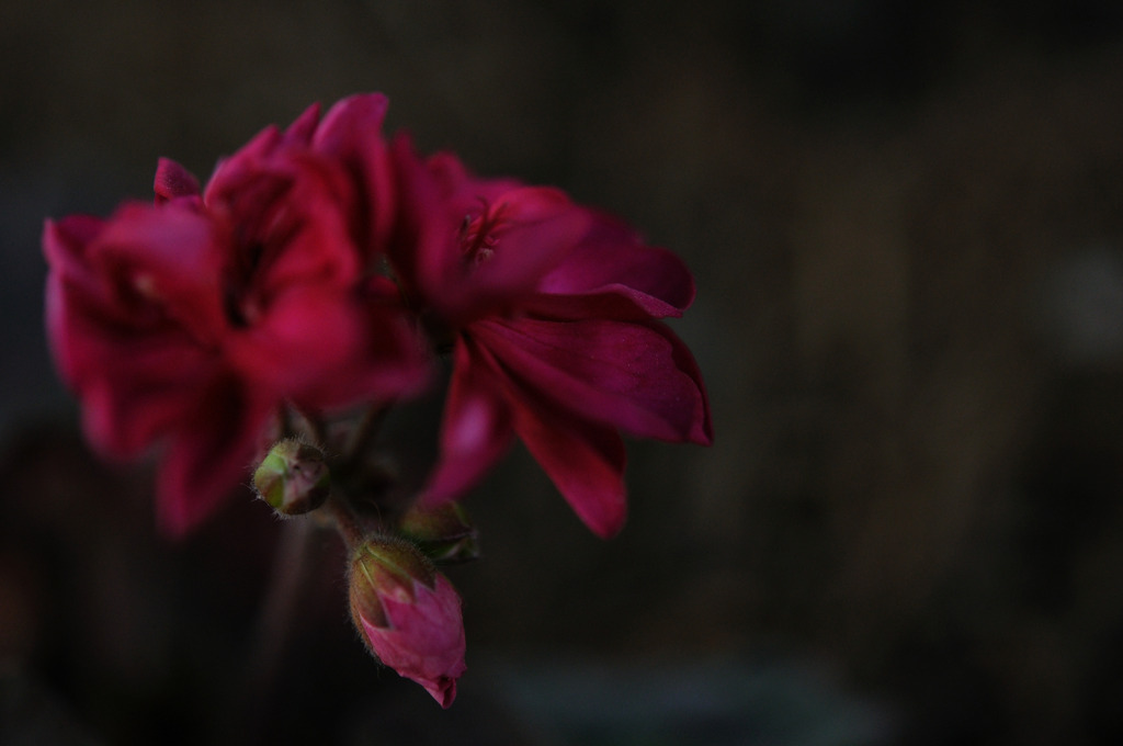 Budding beauty
