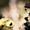 Rose of phantom