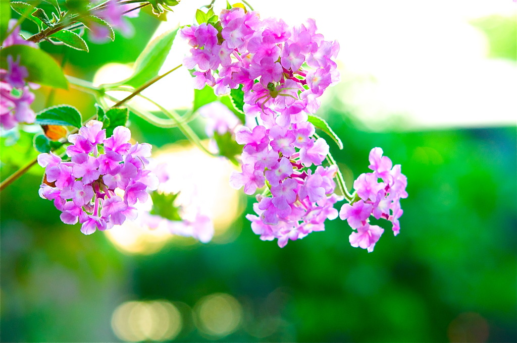 Good Morning...