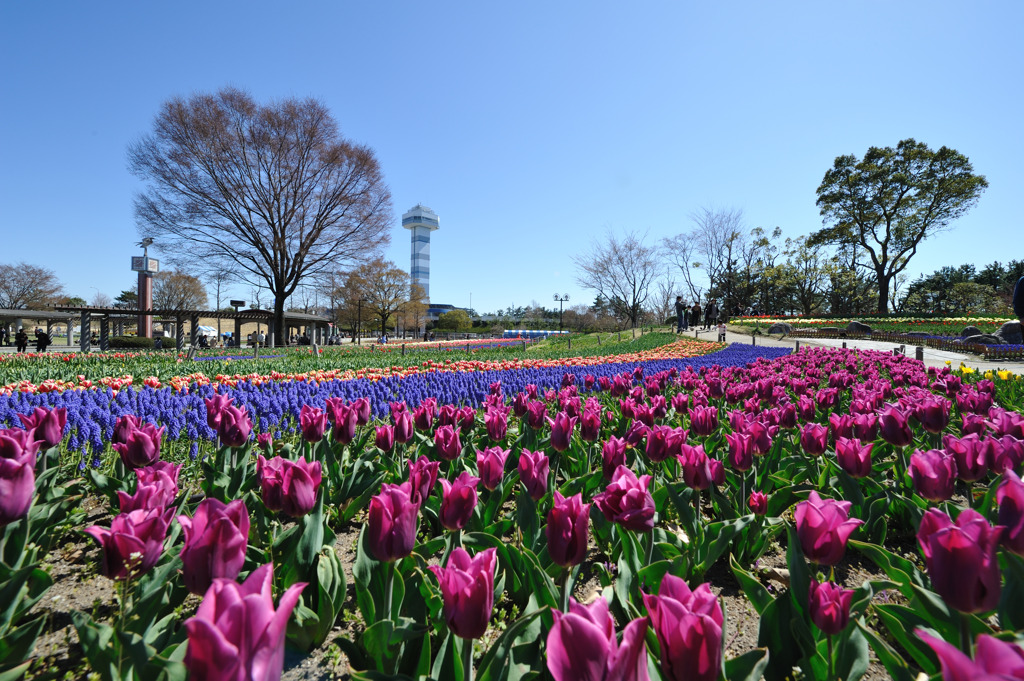 Tulip festival