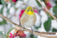 Japanese White-eye #3