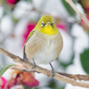 Japanese White-eye #3