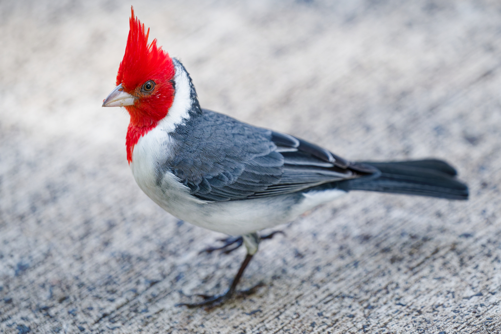 Red-crested cardinal