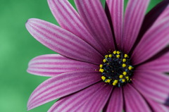 Osteospermum