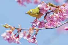 Japanese White-eye #14