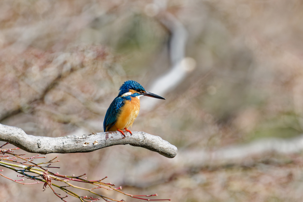 Kingfisher #1