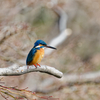 Kingfisher #1