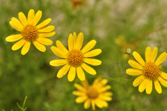 Fortune flower