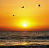 Flight in the sunrise