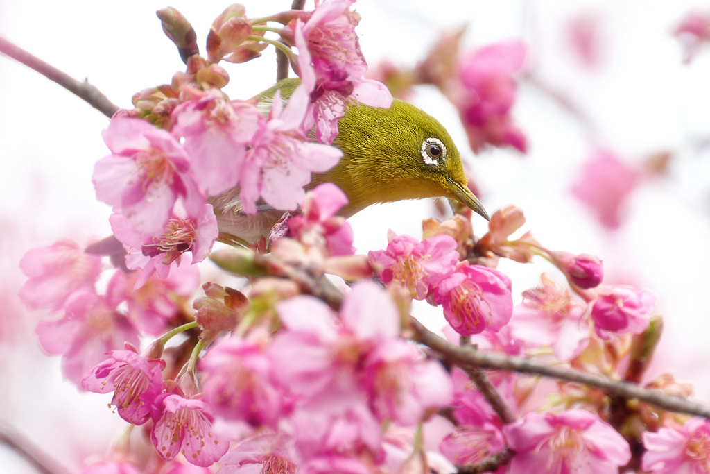 Japanese White-eye #6