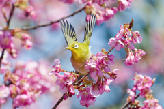 Japanese White-eye #10