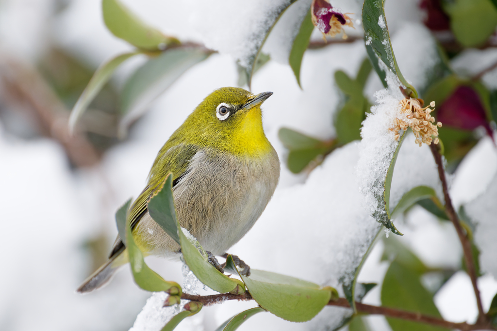 Japanese White-eye #2