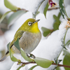 Japanese White-eye #2
