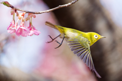Japanese White-eye #12