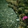 Petit Pink