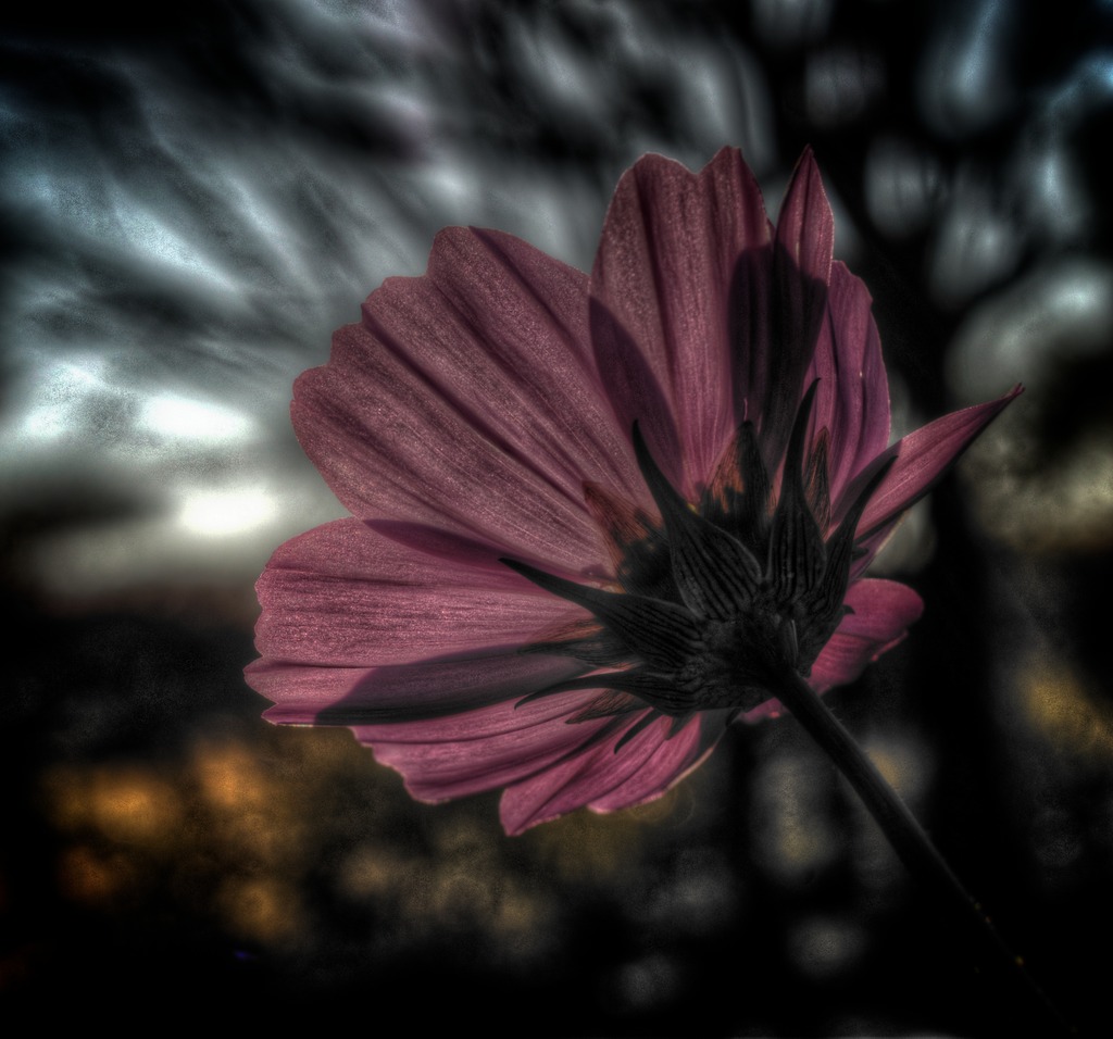 Cosmos