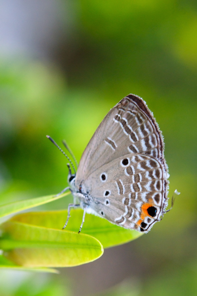 Island Butterfly