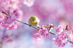 Japanese White-eye #18