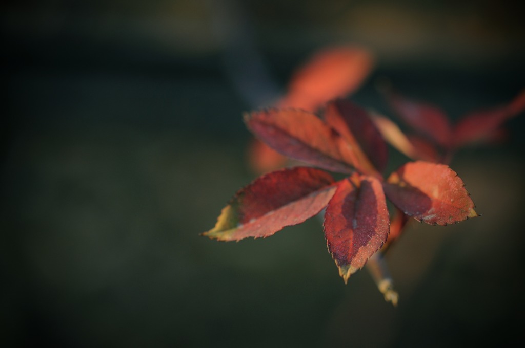 In the winter sunlight
