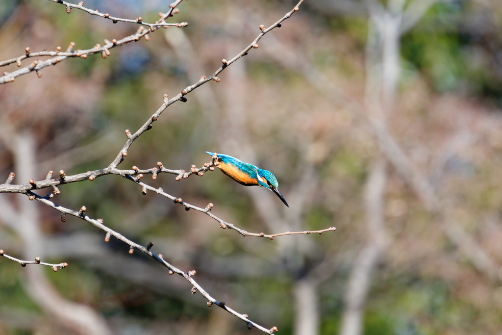 Kingfisher #4