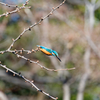Kingfisher #4