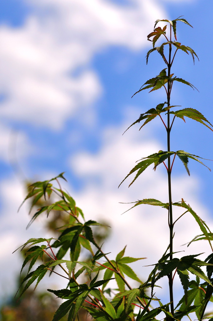 Momiji Tower