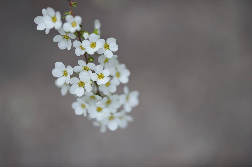 Thunberg spirea