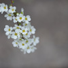 Thunberg spirea