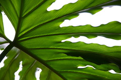 the veins of a leaf.