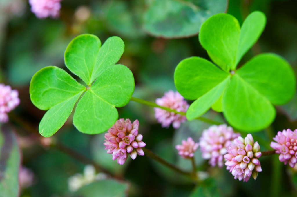 Clover (Shamrock)