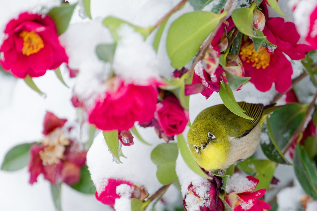 Japanese White-eye #4