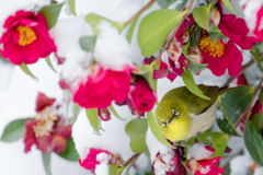 Japanese White-eye #4