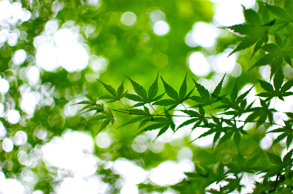 爽降緑